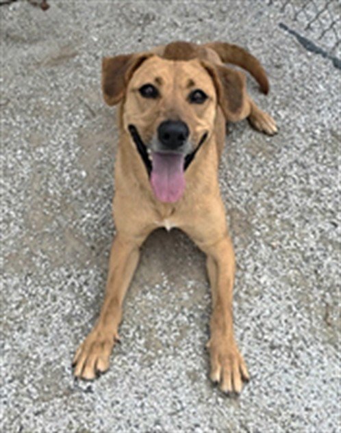 SPICY - Labrador Retriever for adoption in Fayetteville