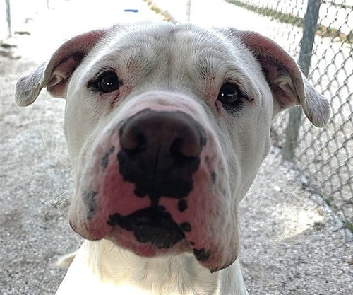 HENRY - Pit Bull Terrier for adoption in Fayetteville
