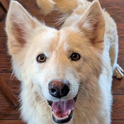LASSIE - Siberian Husky available for adoption
