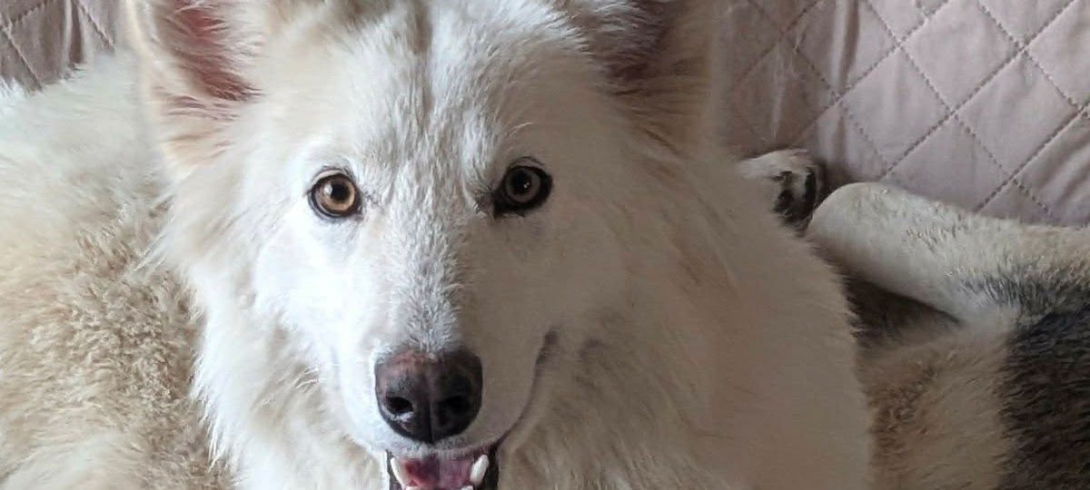 LASSIE - Siberian Husky available for adoption