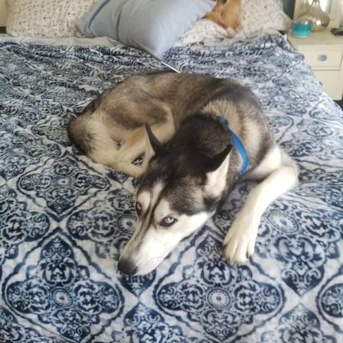 CURIE - Siberian Husky available for adoption