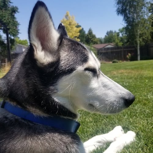 CURIE - Siberian Husky available for adoption