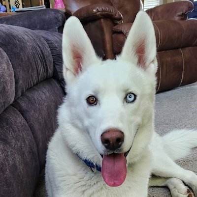 HENRY - Siberian Husky available for adoption