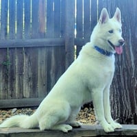 Henry - Photo 2