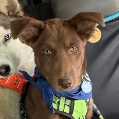 TUNDRA - Siberian Husky available for adoption
