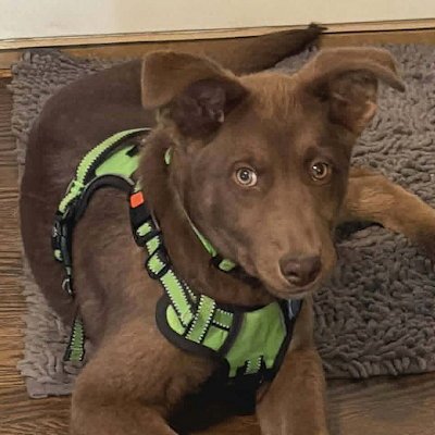 TUNDRA - Siberian Husky available for adoption