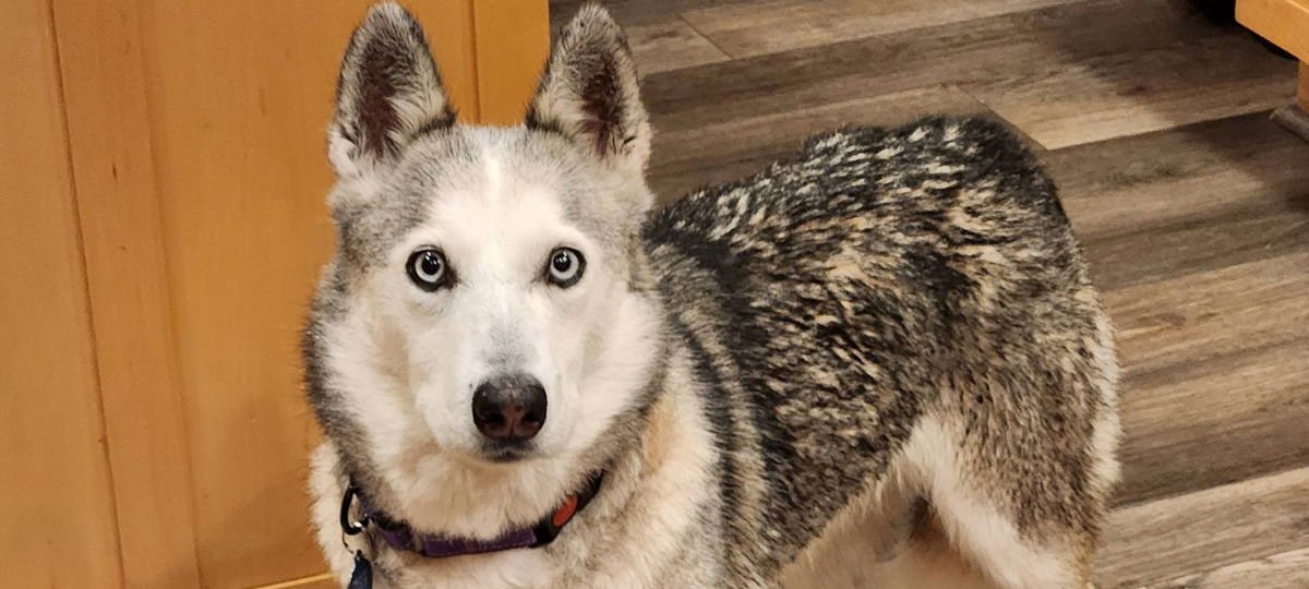NOVA - Siberian Husky available for adoption