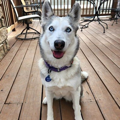 NOVA - Siberian Husky available for adoption