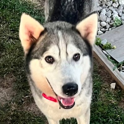 MARSHALL - Siberian Husky available for adoption