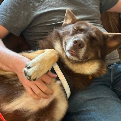 ATLAS - Siberian Husky available for adoption