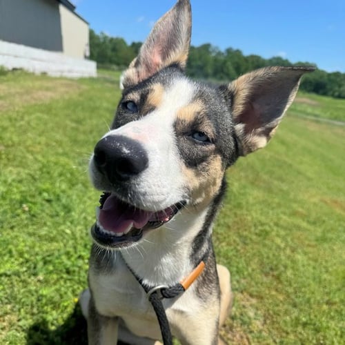 MANGO - Siberian Husky available for adoption