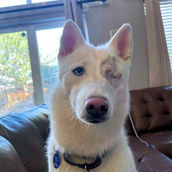 MISO - Siberian Husky available for adoption
