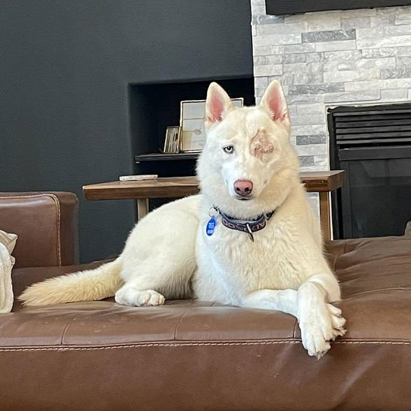 MISO - Siberian Husky available for adoption