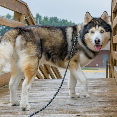 INDY - Siberian Husky available for adoption