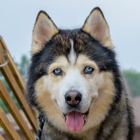 Indy - Photo 3