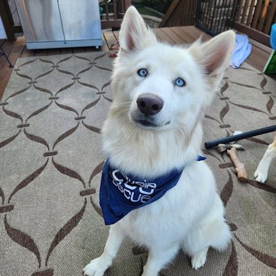 ROXANNE - Siberian Husky available for adoption
