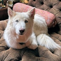 Roxanne - Photo 4