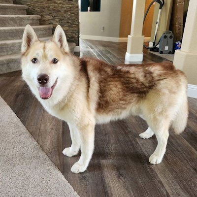 GEORGE - Siberian Husky available for adoption