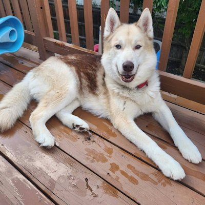 GEORGE - Siberian Husky available for adoption