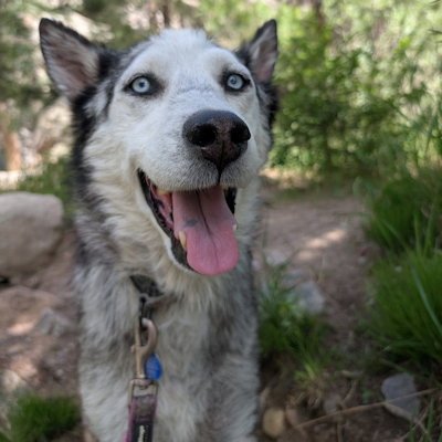 OLYMPUS - Siberian Husky available for adoption