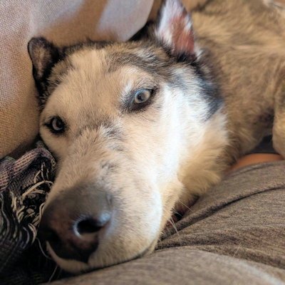 OLYMPUS - Siberian Husky available for adoption