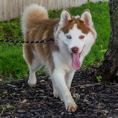 THOMAS PAINE - Siberian Husky available for adoption