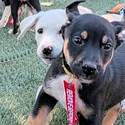 PAYBACK - Siberian Husky / Australian Shepherd available for adoption