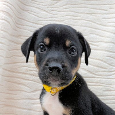 PAYBACK - Siberian Husky / Australian Shepherd available for adoption