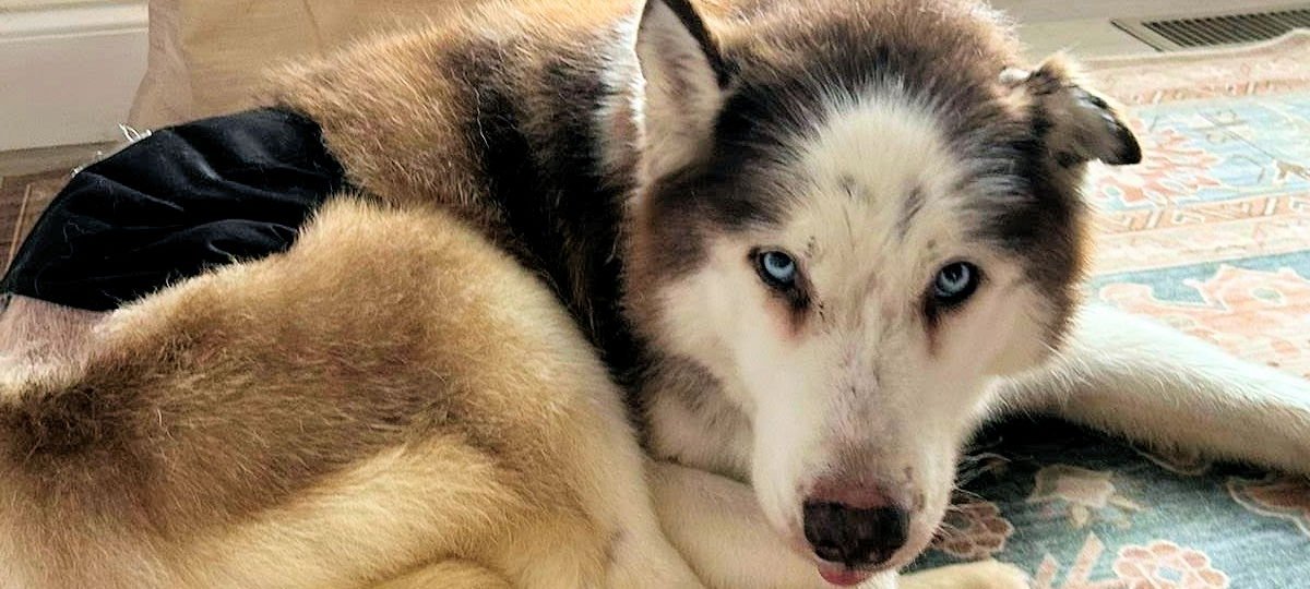 SHADOW - Siberian Husky available for adoption