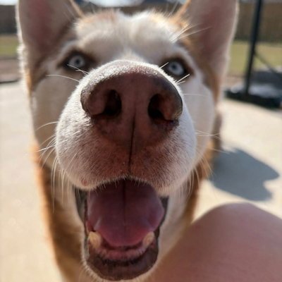 TACOMA - Siberian Husky available for adoption