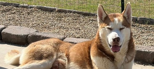 TACOMA - Siberian Husky available for adoption