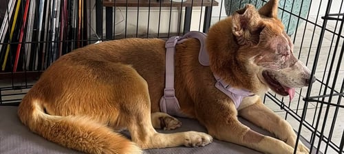 WOODY - Siberian Husky for adoption in Overland Park