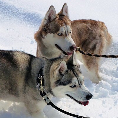 RIVER & SHADOW - Siberian Husky available for adoption
