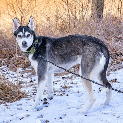 LATTE - Siberian Husky available for adoption