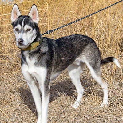 LATTE - Siberian Husky available for adoption
