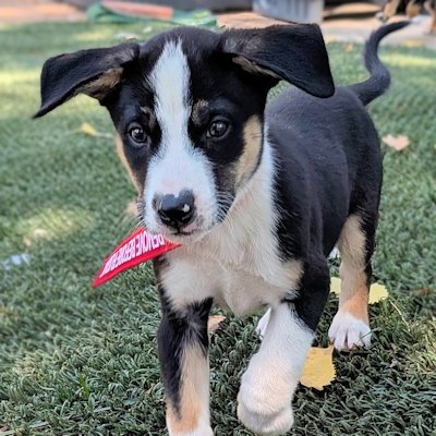SLIDER - Siberian Husky / Australian Shepherd available for adoption