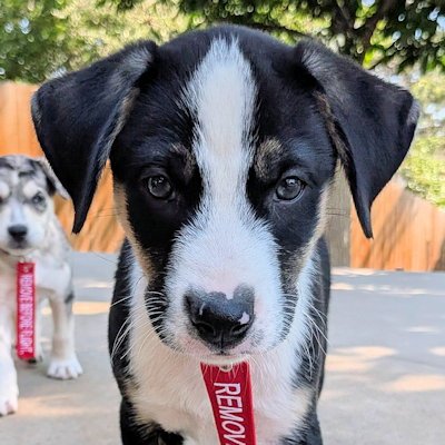 SLIDER - Siberian Husky / Australian Shepherd available for adoption