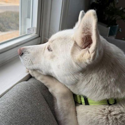 SANDY - Siberian Husky available for adoption