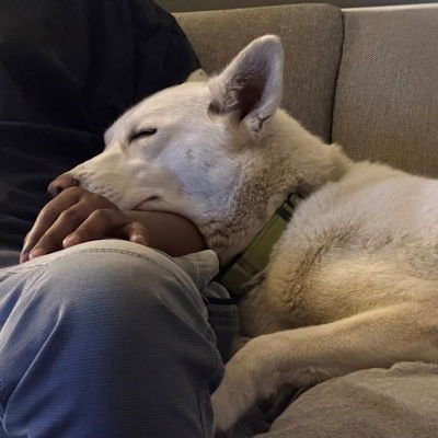 SANDY - Siberian Husky available for adoption