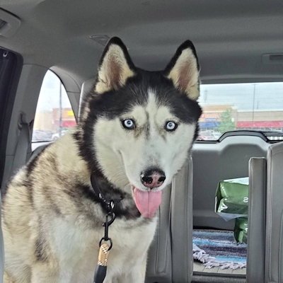 ECHO - Siberian Husky for adoption in Overland Park