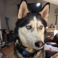 Echo - Photo 4