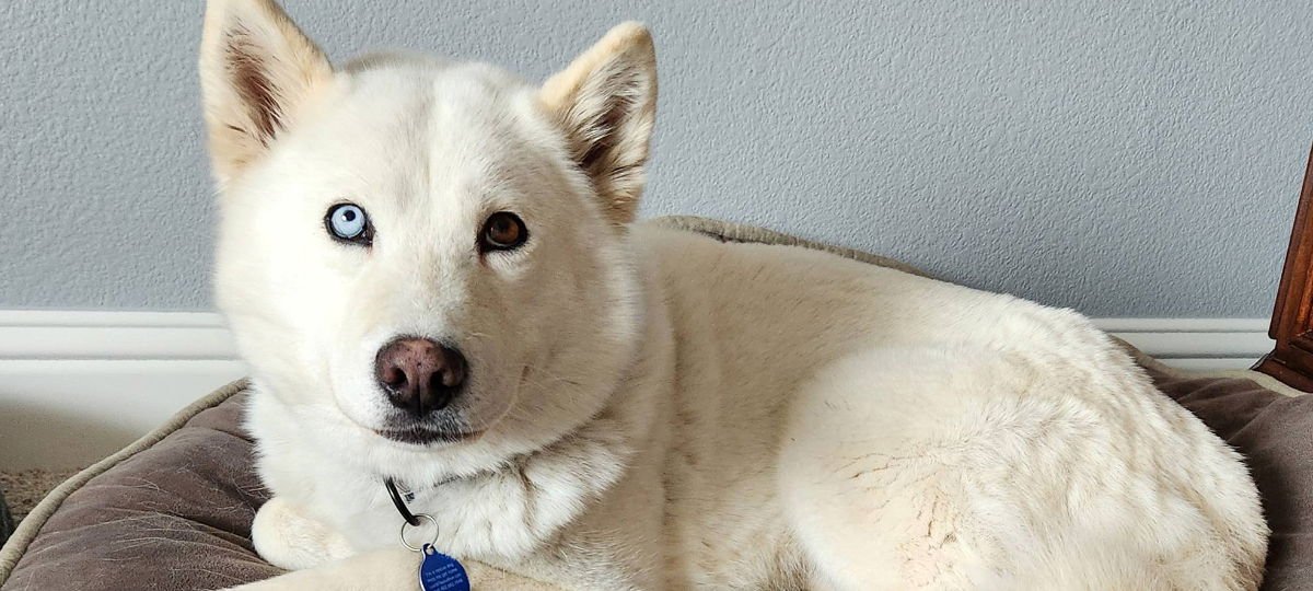 SIENNA - Siberian Husky available for adoption