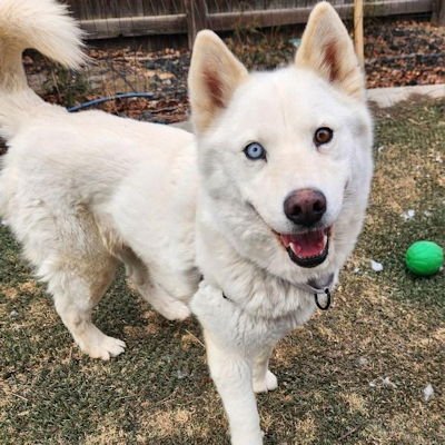 SIENNA - Siberian Husky available for adoption
