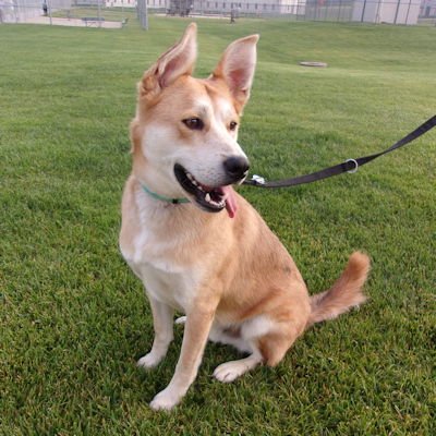 ASH - Siberian Husky available for adoption