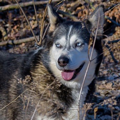 EVE - Siberian Husky available for adoption