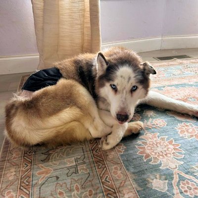 SHADOW - Siberian Husky for adoption in Fayetteville