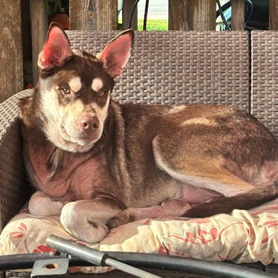 TAHOE - Siberian Husky available for adoption