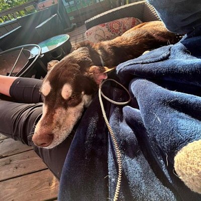 TAHOE - Siberian Husky available for adoption