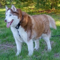 Templeton - Photo 4