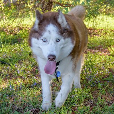 TEMPLETON - Siberian Husky available for adoption